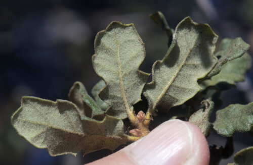 Quercus durata (California Scrub Oak) — photo