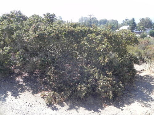 Quercus durata (California Scrub Oak) — photo