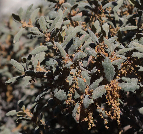 Quercus durata