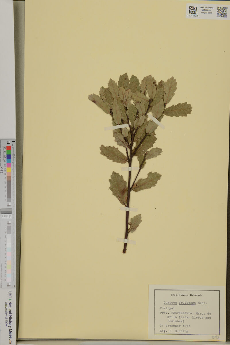 Quercus fruticosa (Gall Oak) — photo