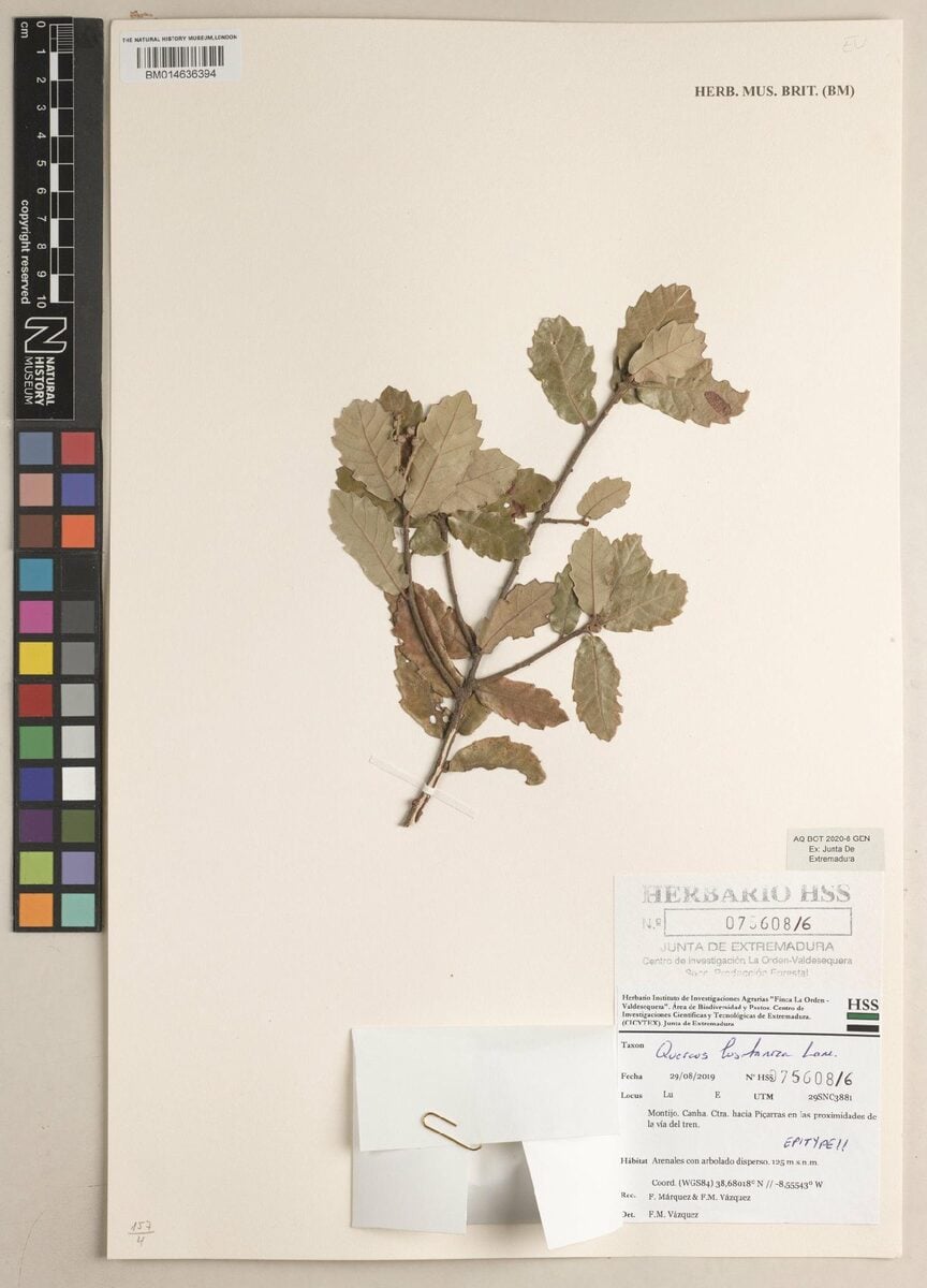 Quercus fruticosa