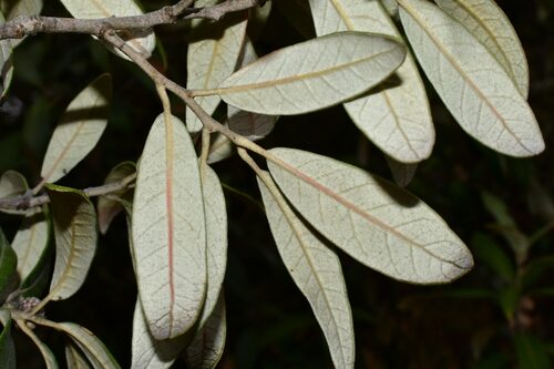 Quercus hypoleucoides (Silverleaf Oak) — photo
