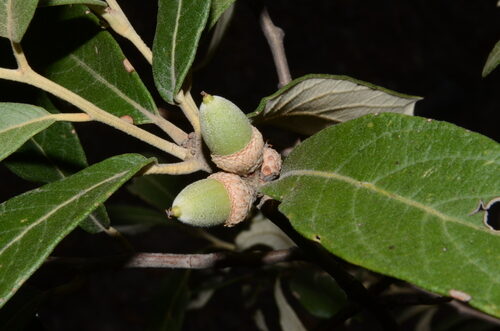 Quercus hypoleucoides (Silverleaf Oak) — photo