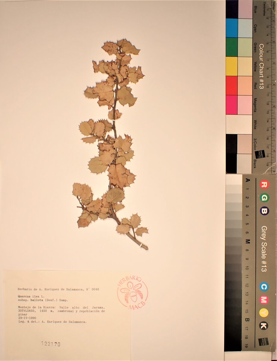Quercus ilex ballota - (Desf.)A.DC.