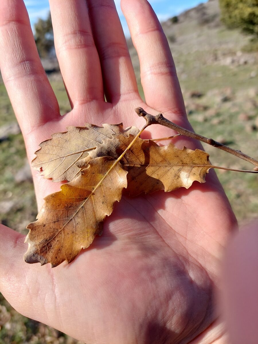 Quercus infectoria subsp. boissieri — photo