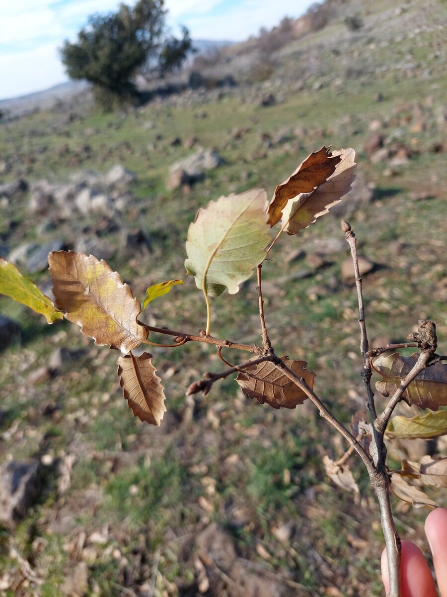 Quercus infectoria subsp. boissieri — photo
