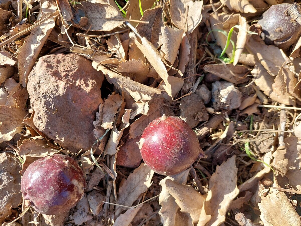 Quercus infectoria subsp. boissieri