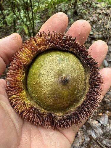 Quercus insignis (Chicalaba) — photo
