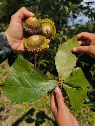Quercus insignis