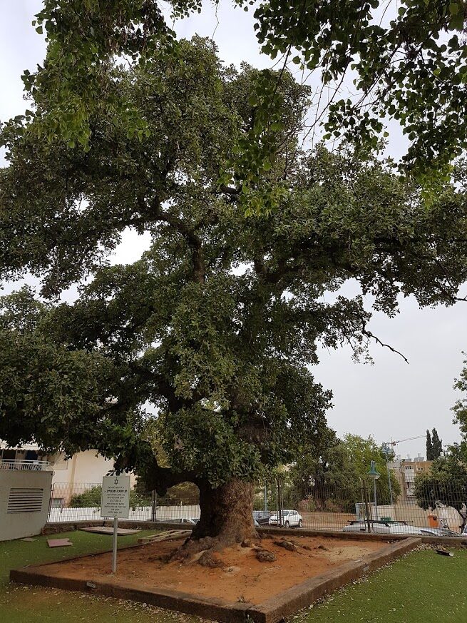 Quercus ithaburensis (Mt Tabor Oak) — photo
