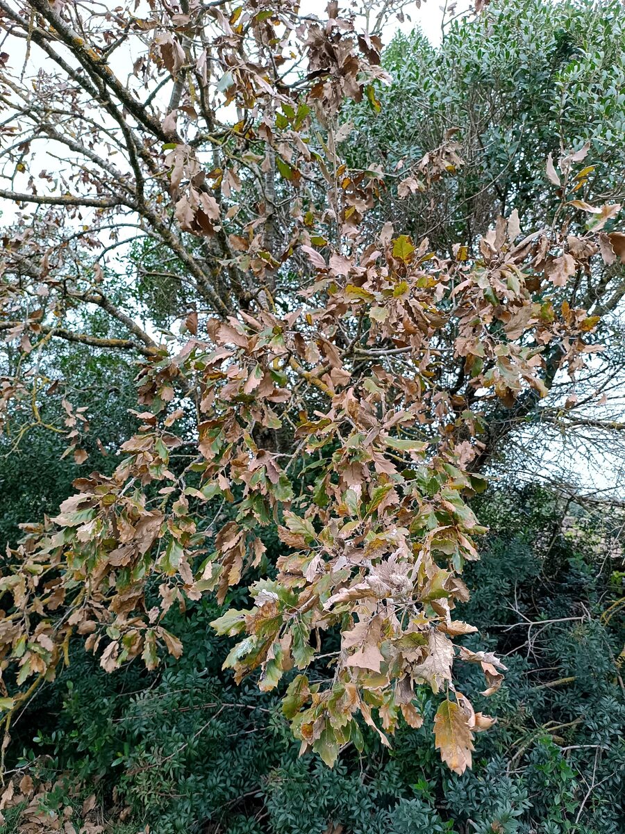 Quercus ithaburensis (Mt Tabor Oak) — photo