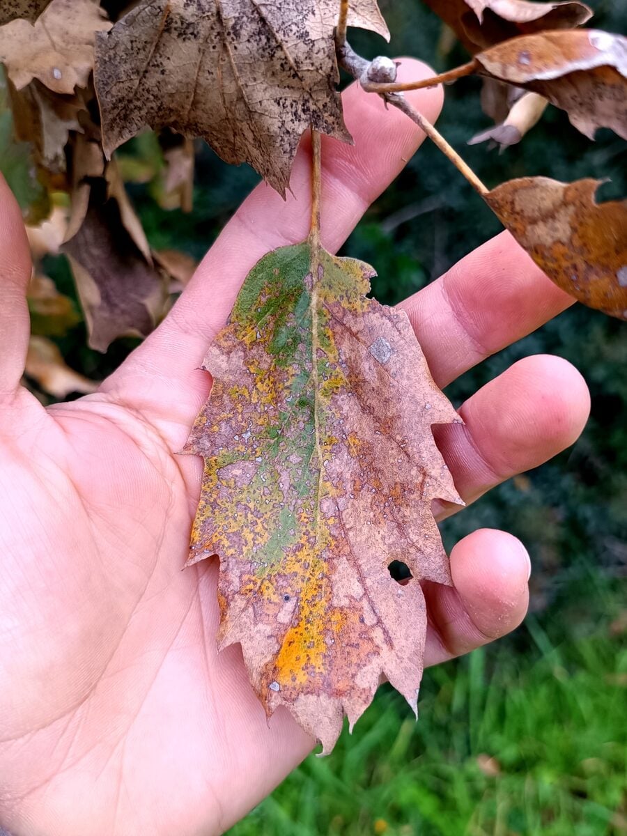 Quercus ithaburensis macrolepis - (Kotschy.)Hedge.&Yalt. (Valonia Oak) — photo