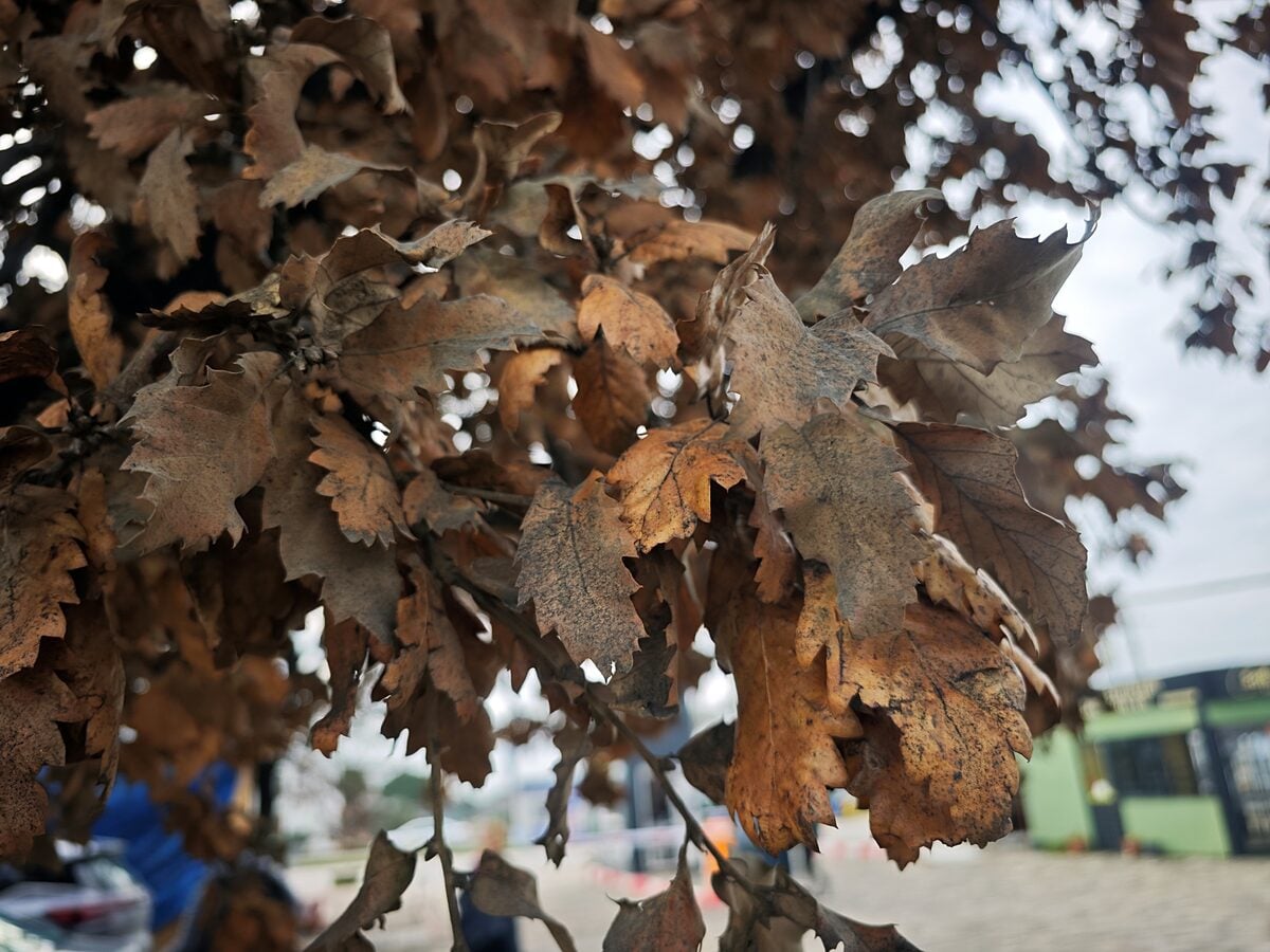 Quercus ithaburensis macrolepis - (Kotschy.)Hedge.&Yalt. (Valonia Oak) — photo