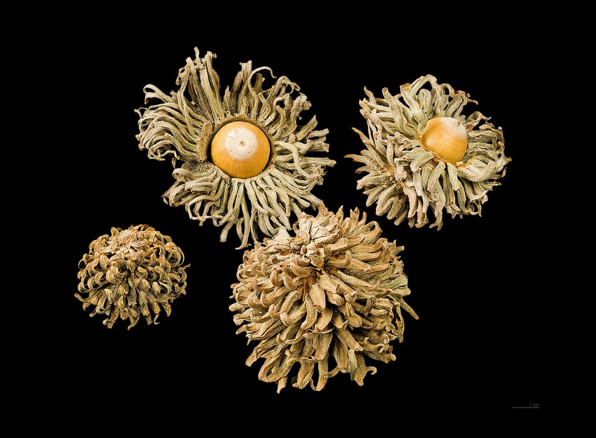 Quercus ithaburensis