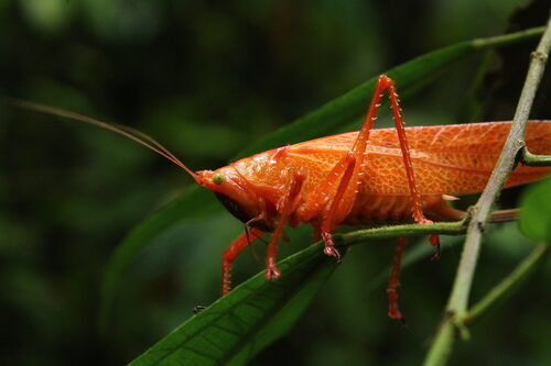 Quercus lineata (Siri) — photo