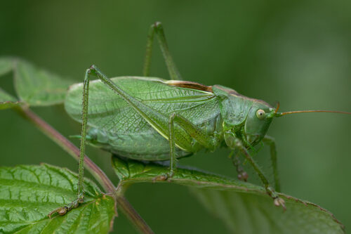 Quercus lineata (Siri) — photo