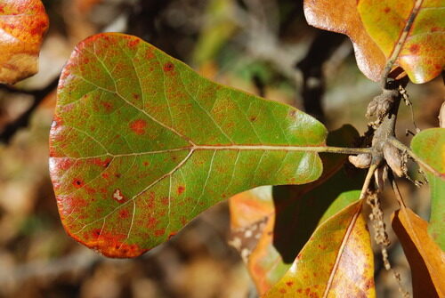 Quercus marilandica (Blackjack oak) — photo