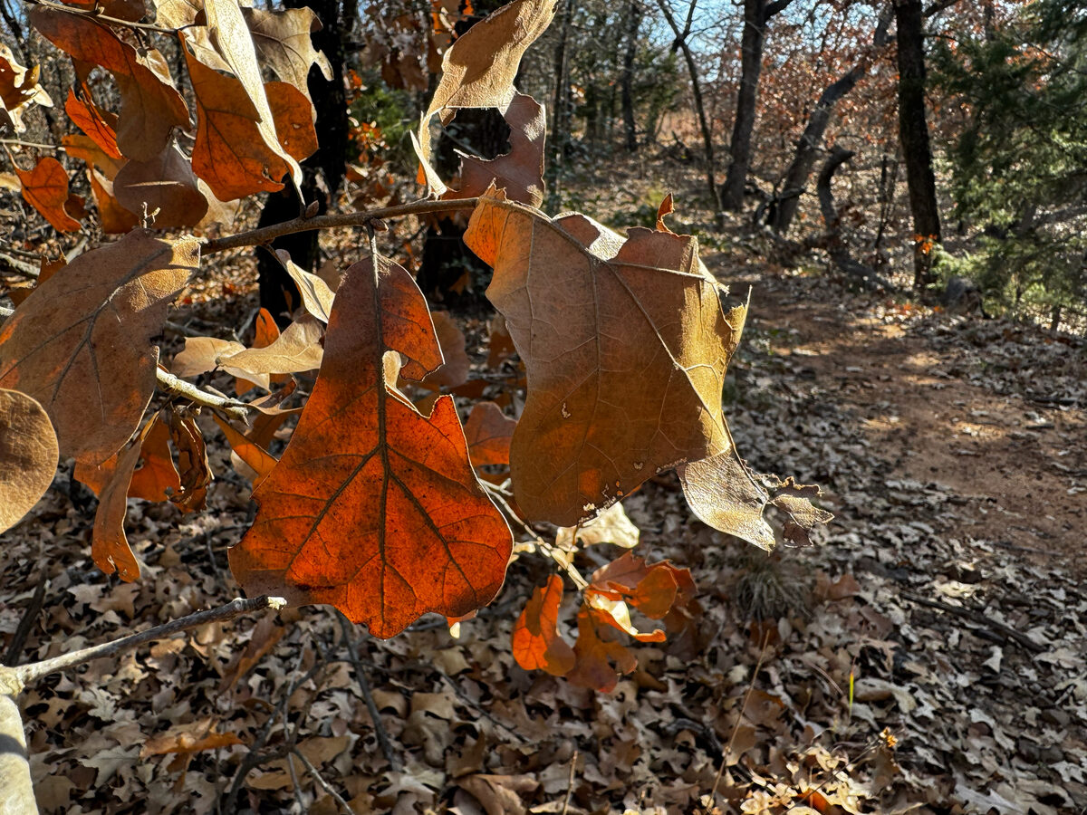 Quercus marilandica (Blackjack oak) — photo