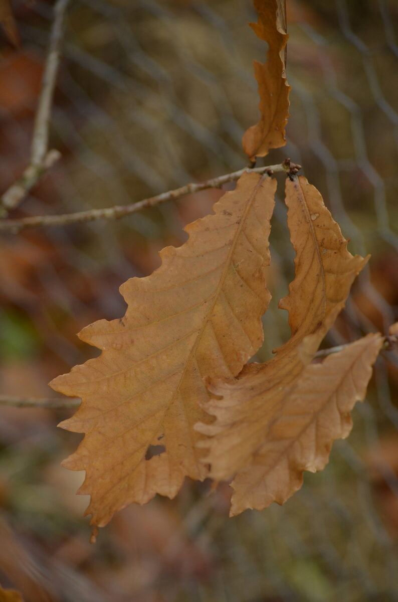 Quercus mongolica grosseserrata - (Blume.)Rehder.&E.H.Wilson. — photo