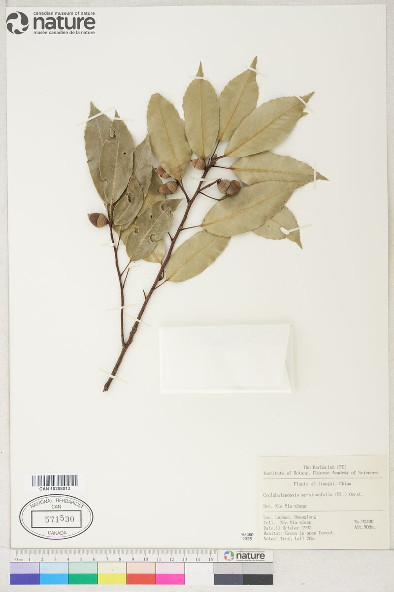 Quercus myrsinaefolia