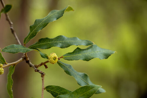 Quercus pungens (Sandpaper oak) — photo