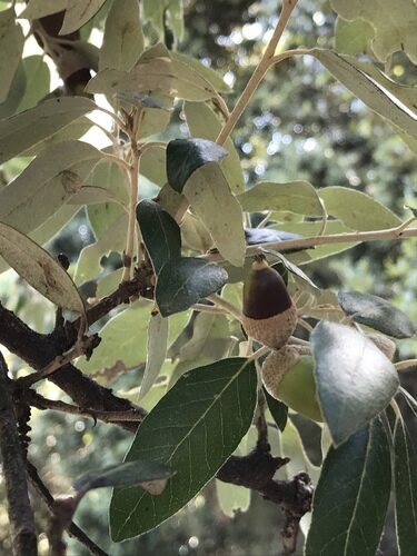 Quercus rotundifolia (Holm oak) — photo