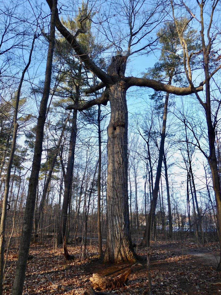 Quercus rubra (Northern red oak) — photo