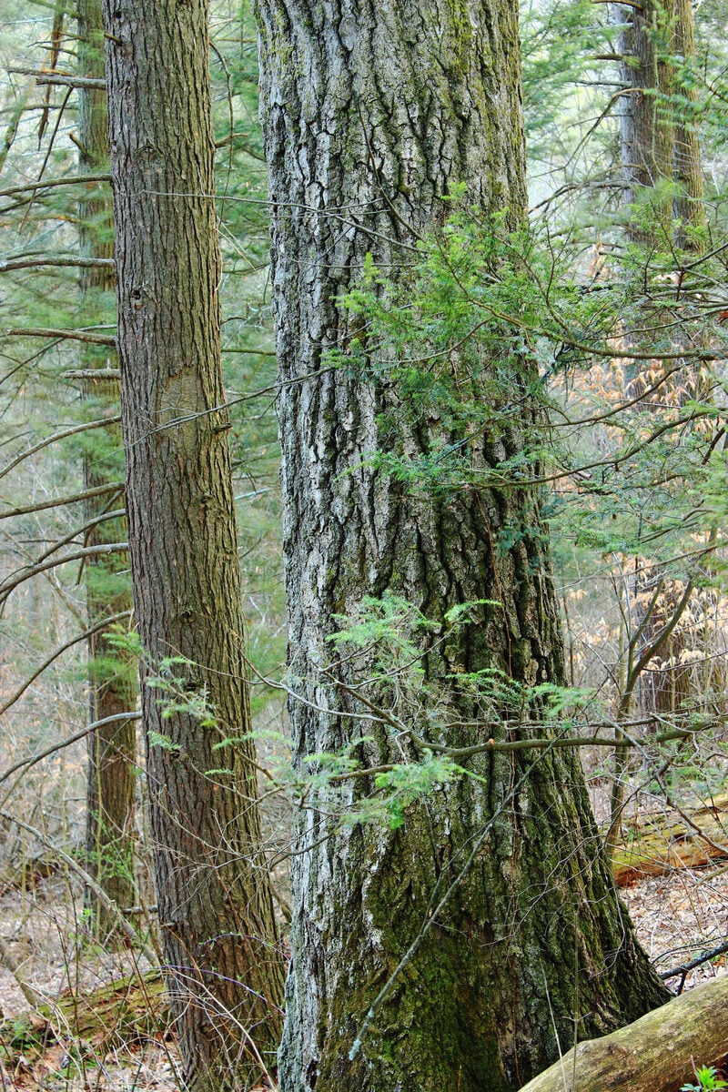 Quercus rubra (Northern red oak) — photo