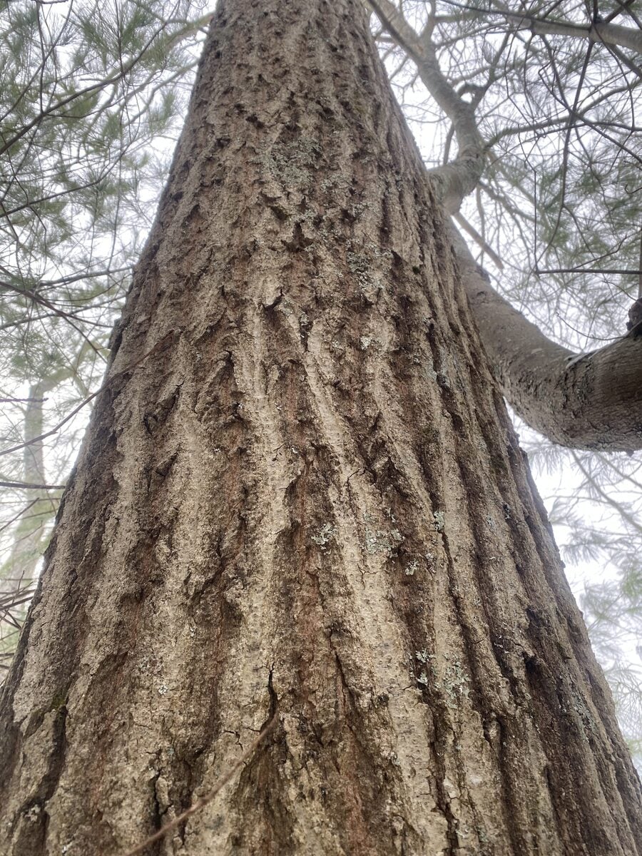 Quercus rubra (Northern red oak) — photo