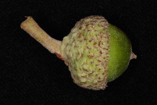 Quercus × schuettei (Schuette's oak) — photo