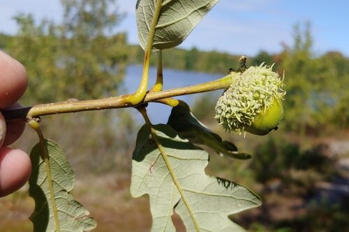 Quercus × schuettei (Schuette's oak) — photo