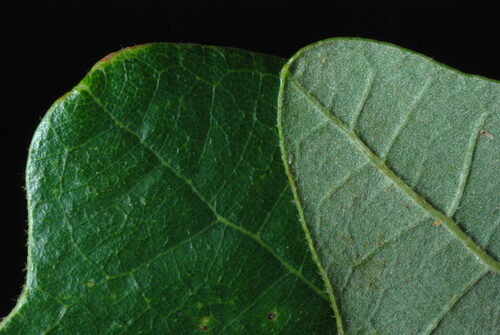 Quercus × schuettei