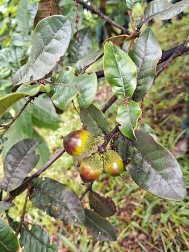 Quercus semecarpifolia (Kharshu oak) — photo