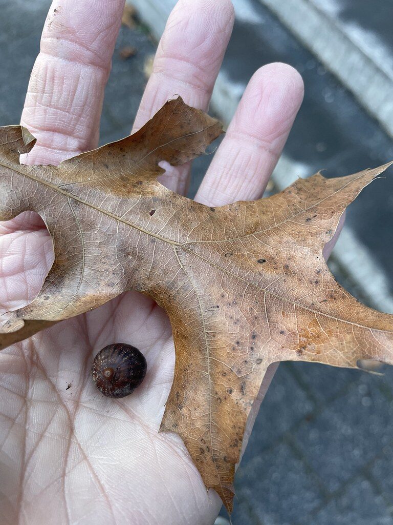Quercus species - . — photo