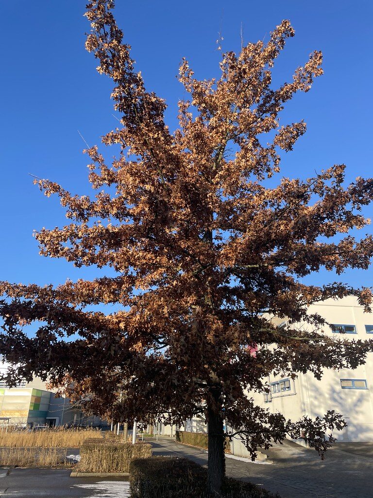Quercus species - . — photo