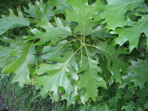 Quercus velutina (Black Oak) — photo