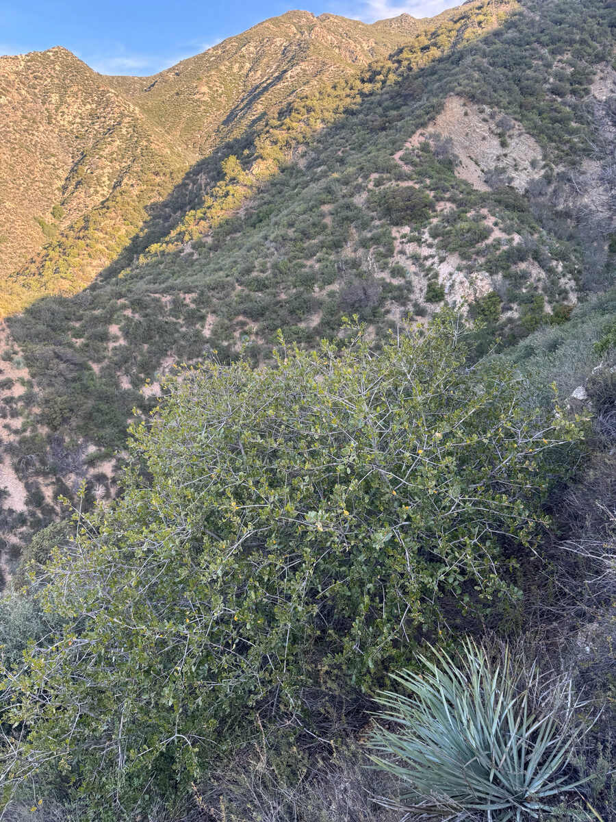 Quercus wislizeni var. frutescens (Interior live oak) — photo