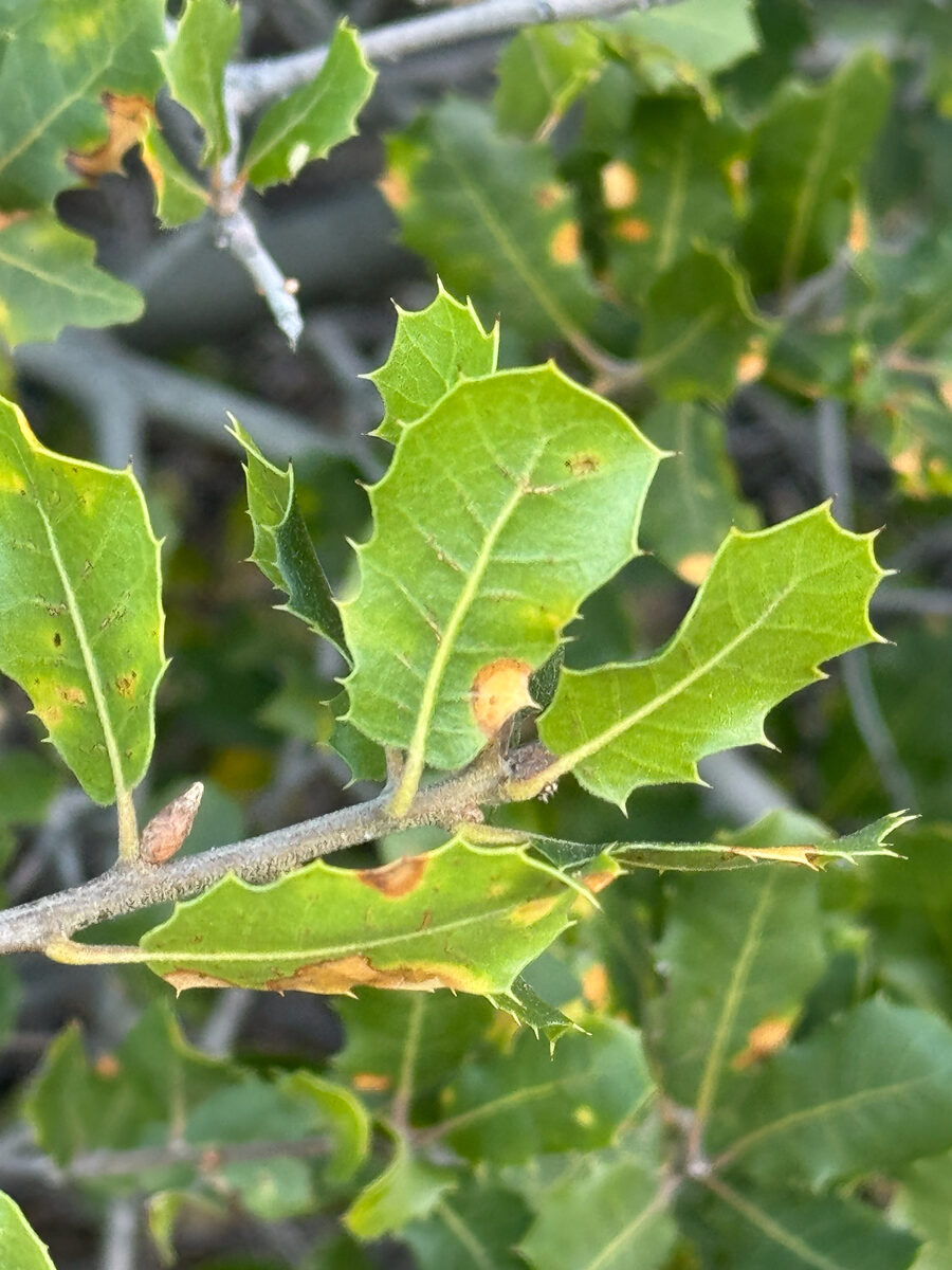 Quercus wislizeni var. frutescens (Interior live oak) — photo