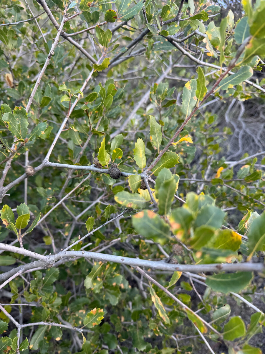 Quercus wislizeni var. frutescens