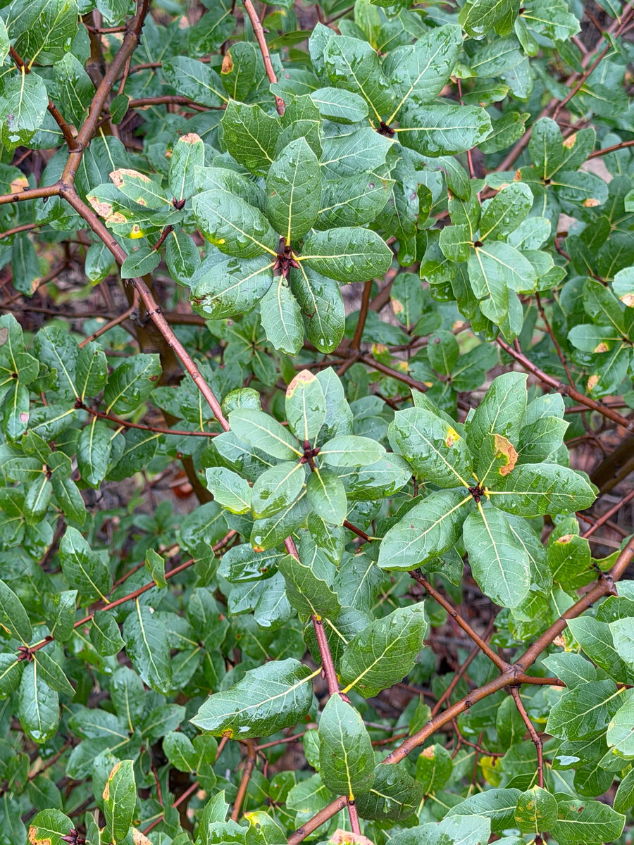 Quercus wislizenii (Live Oak) — photo