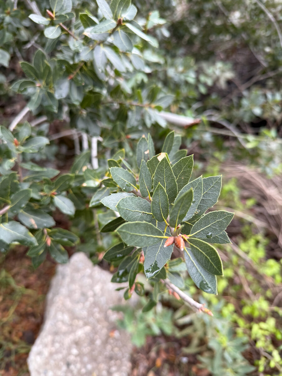 Quercus wislizenii (Live Oak) — photo