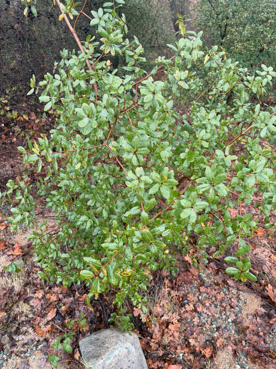 Quercus wislizenii