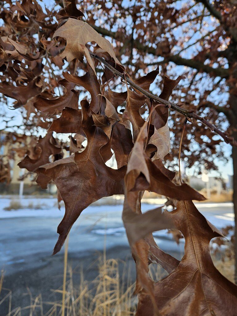 Quercus x hybrid