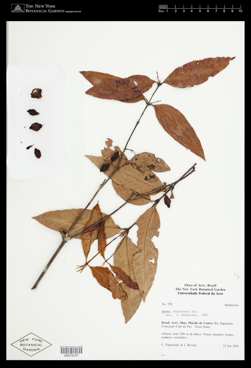 Quiina rhytidopus (Wrinkled quiina) — photo