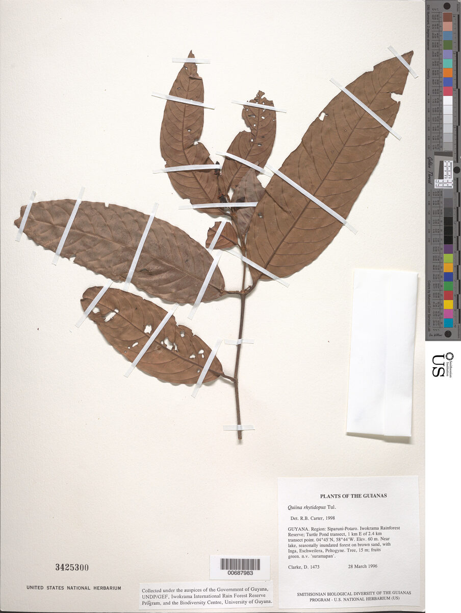 Quiina rhytidopus
