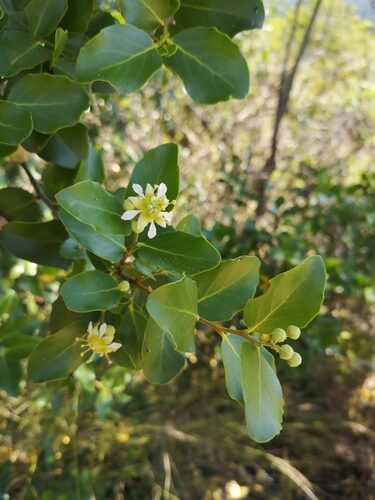 Quillaja saponaria (Soapbark) — photo