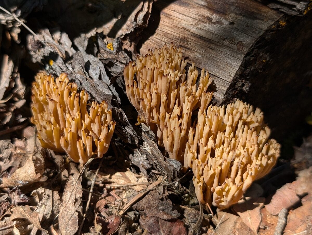 Ramaria aff. apiculata — photo