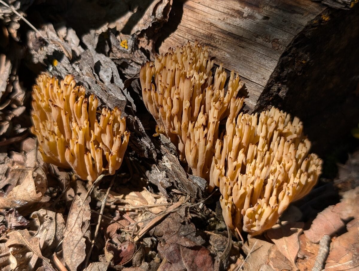 Ramaria aff. apiculata — photo