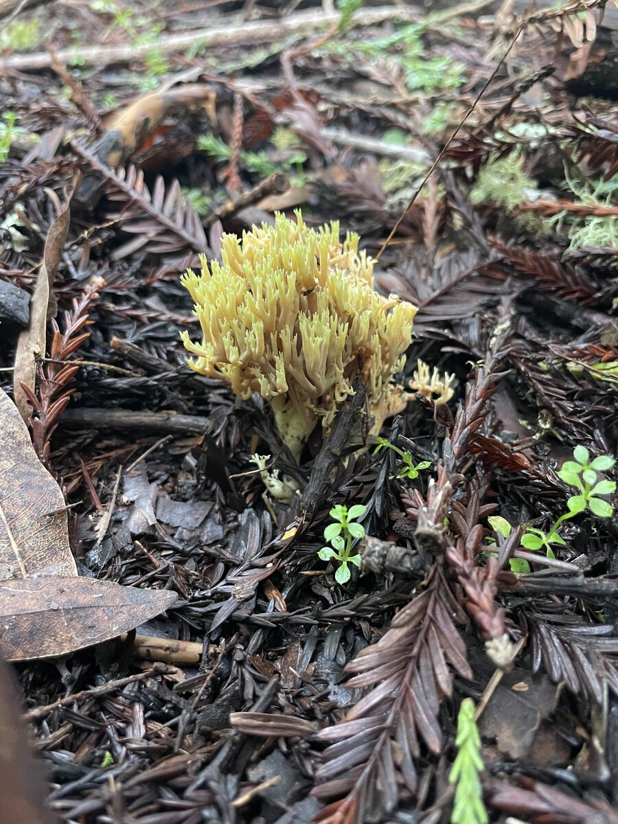 Ramaria aff. apiculata
