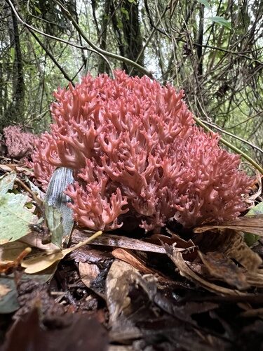 Ramaria botrytis — photo